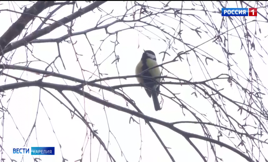 «Вести-Карелия». 13.03.26