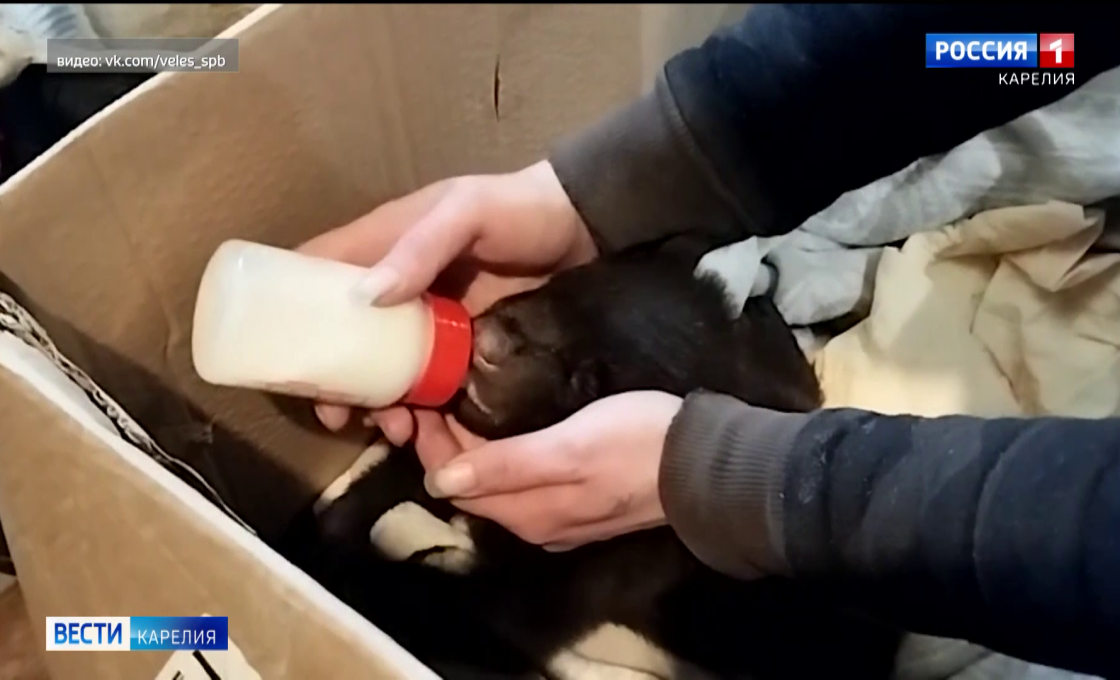 В центр «Велес» подбросили медвежонка из Карелии