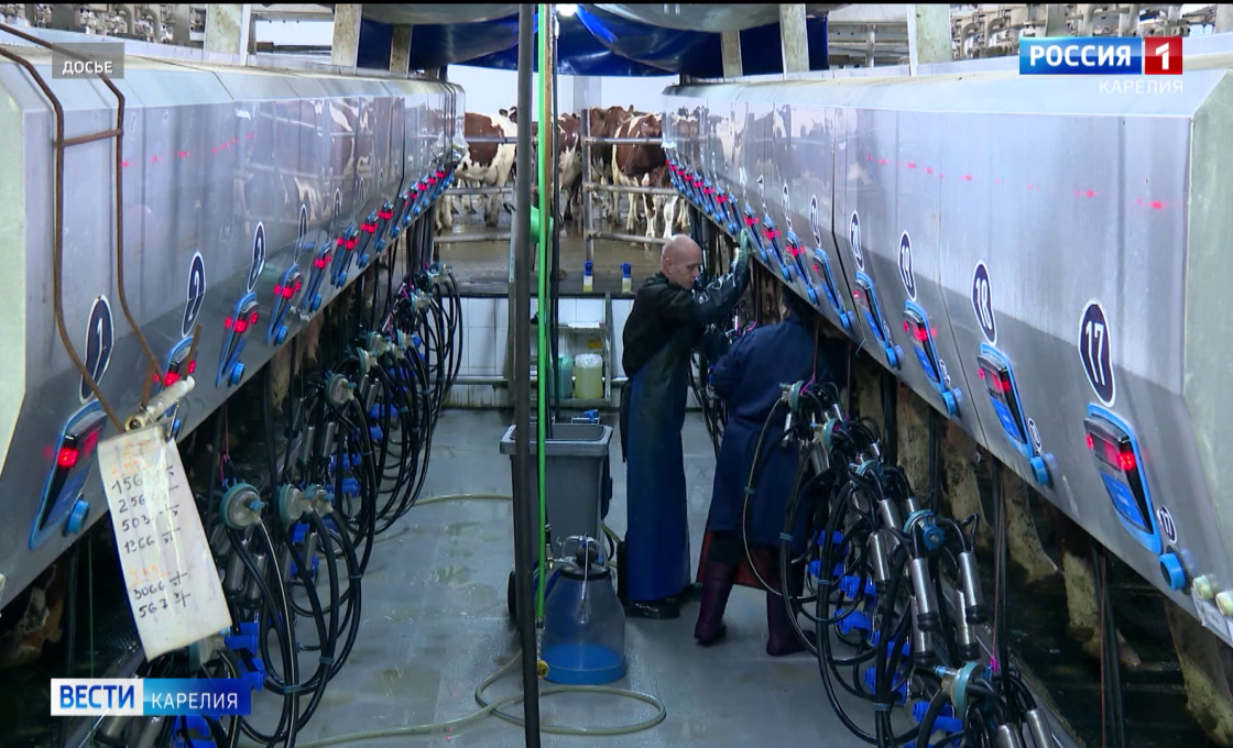 63 тысячи тонн молока и 2 миллиарда налогов: итоги года в агропроме Карелии