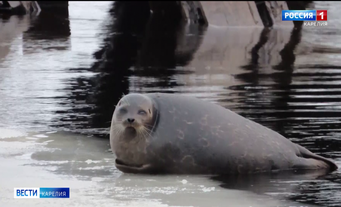 «Вести — Карелия». 23.03.26