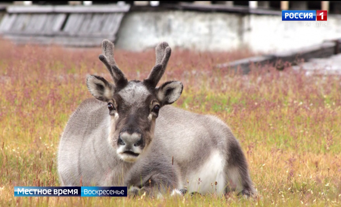 «Местное время. Воскресенье» 29.03.2026