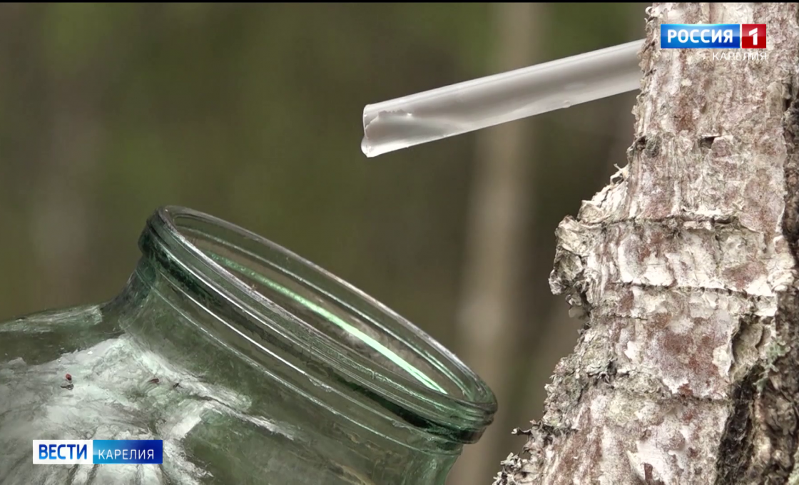 В Карелии начался сезон сбора берёзового сока
