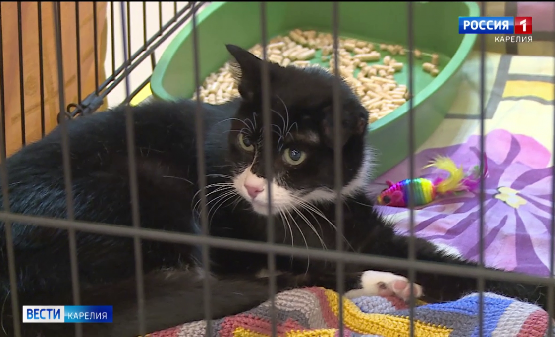 «Вести — Карелия». 30.03.26