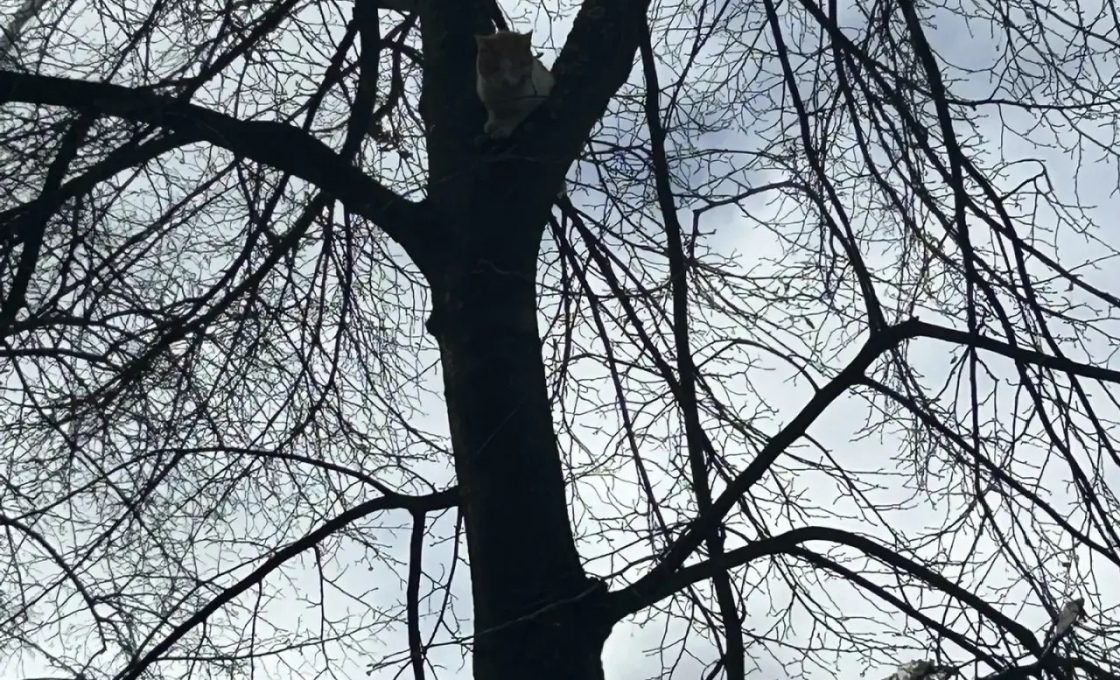 В Петрозаводске спасли кота, который сутки просидел на дереве