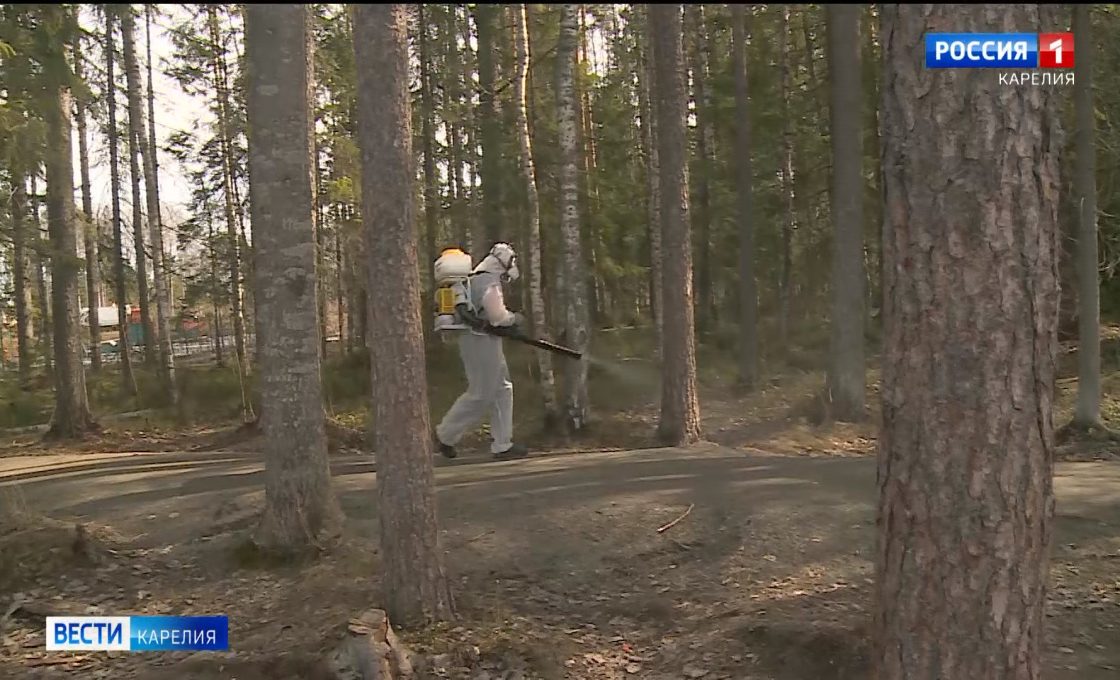 Парки и скверы Петрозаводска начали обрабатывать от клещей