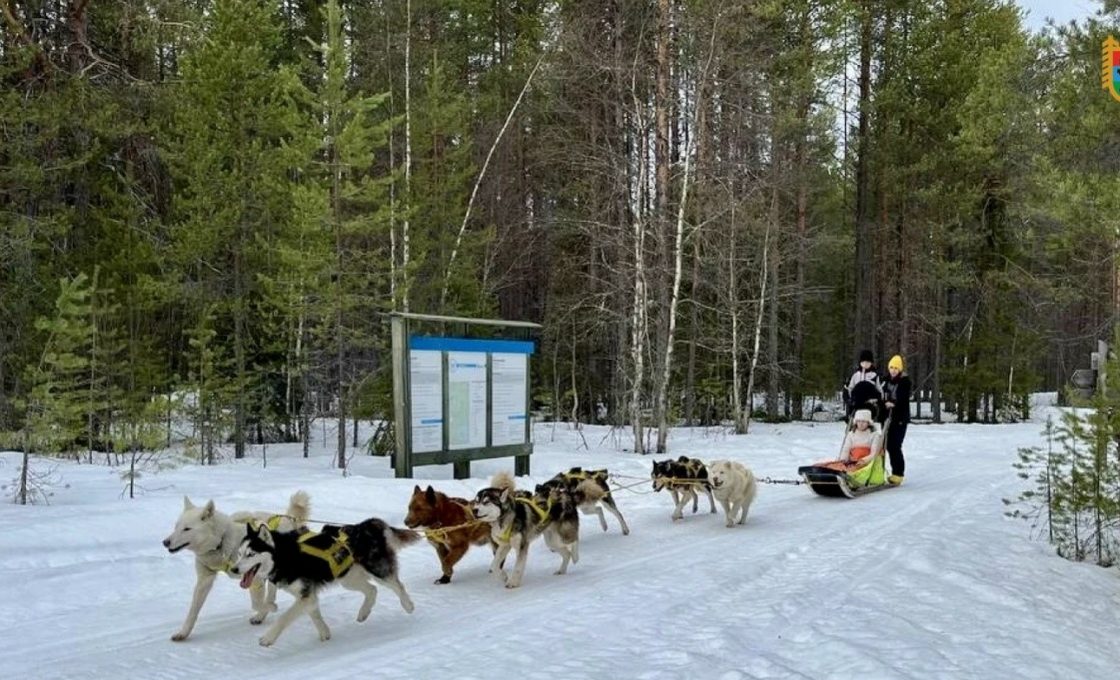 120 км на собачьих упряжках прошли карельские школьники в нацпарке «Паанаярви»