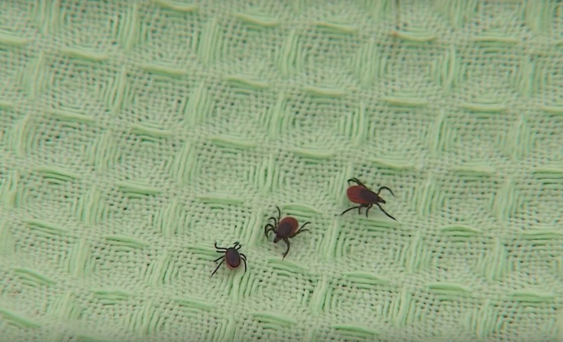 Стало известно, когда парки и скверы Петрозаводска обработают от клещей