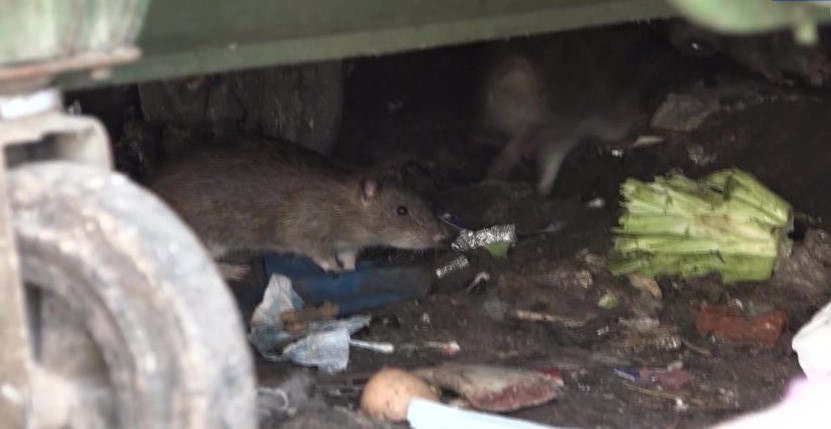 Контейнерные площадки Петрозаводска обработают от крыс