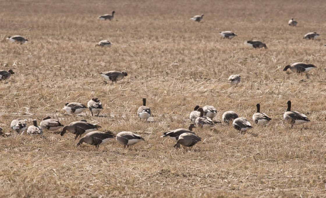 Гуси уходят из Олонца: вездеходы и охота спугнули перелетных птиц