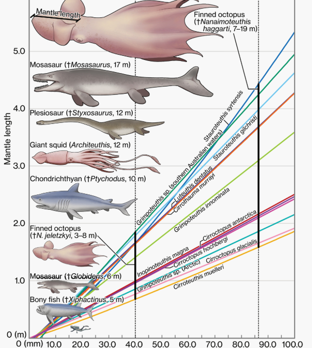 Следы осьминогов размером с китов обнаружили палеонтологи