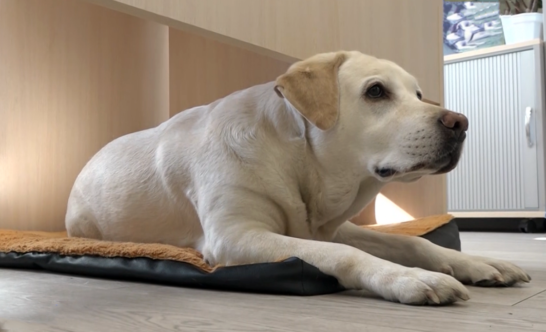 Служебной собаке Заре исполнилось 10 лет. И она не собирается на пенсию