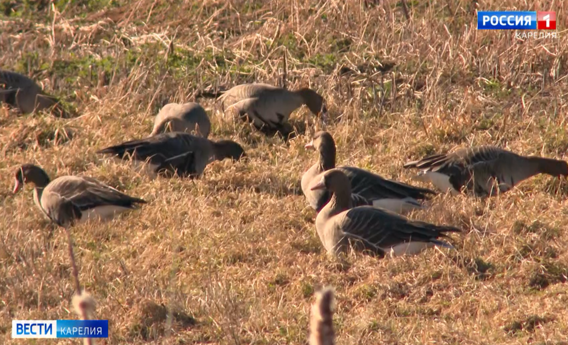 «Вести-Карелия». 20.04.26