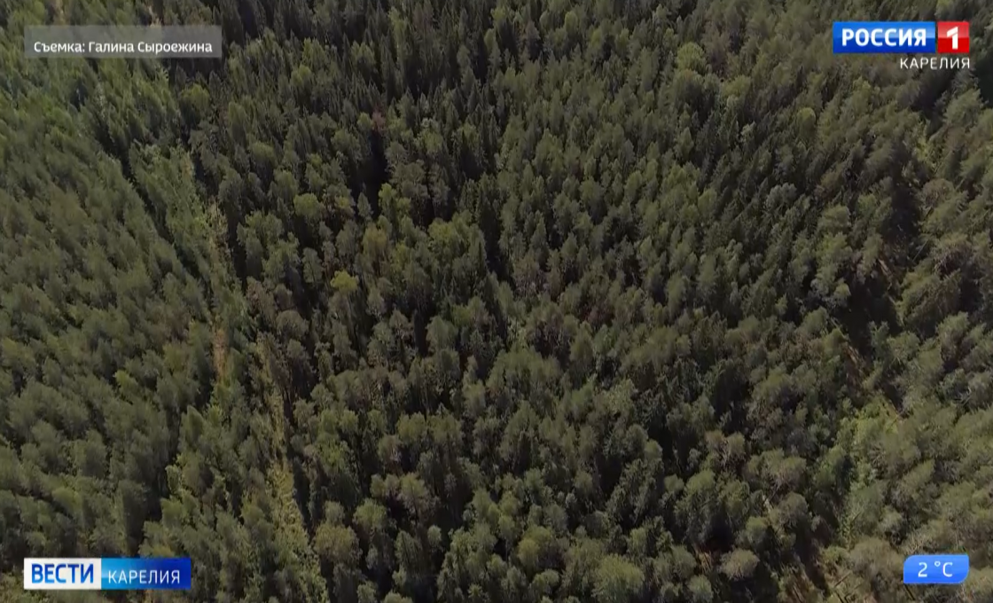 Редкое для Карелии растение обнаружили в Пудожском лесу