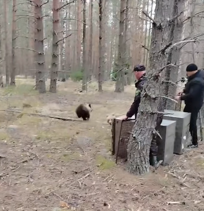 В Карелии двух медвежат-сирот вернули в дикую природу