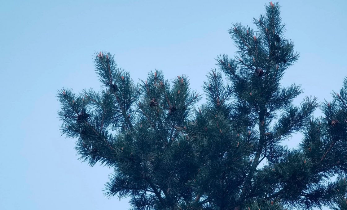 В Карелии ожидается усиление ветра