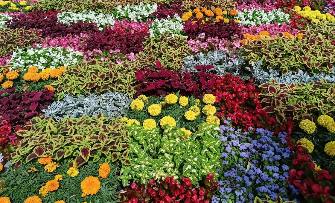 В Петрозаводске впервые пройдет конкурс по цветочному оформлению