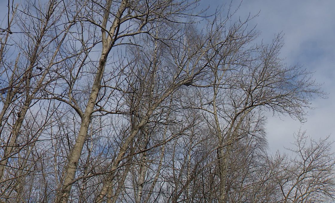 В Карелии ожидается усиление ветра