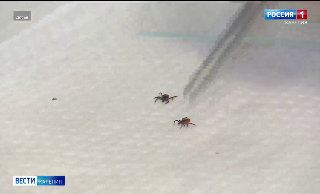 Тёплая весна разбудила клещей: в Карелии зафиксированы первые укусы