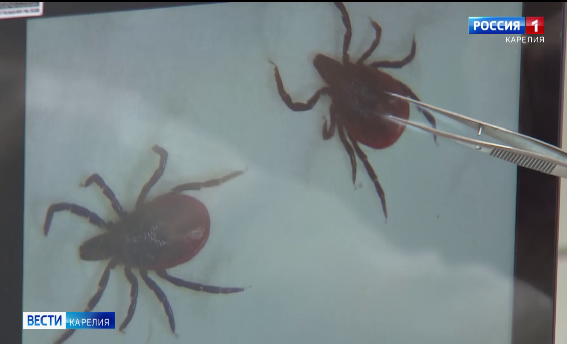 В Карелии уже 18 человек пострадали от укусов клещей