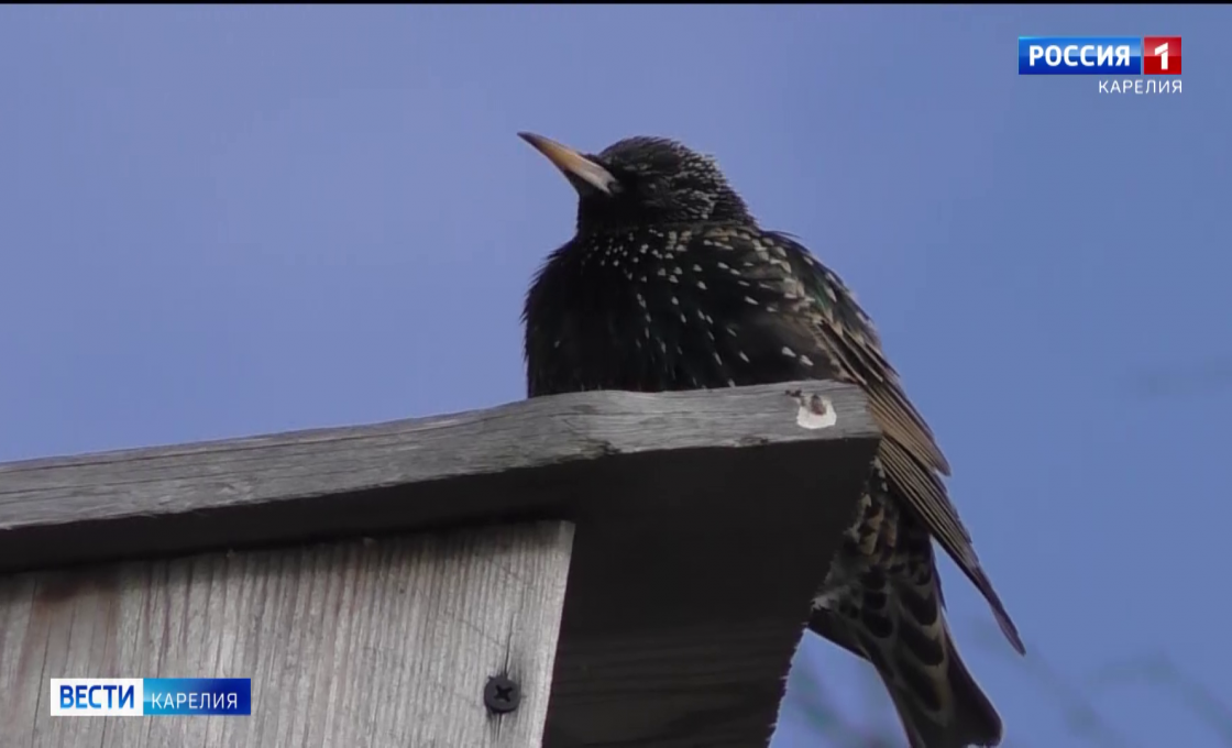Шестиклассники из Петрозаводска мастерят уютные домики для птиц