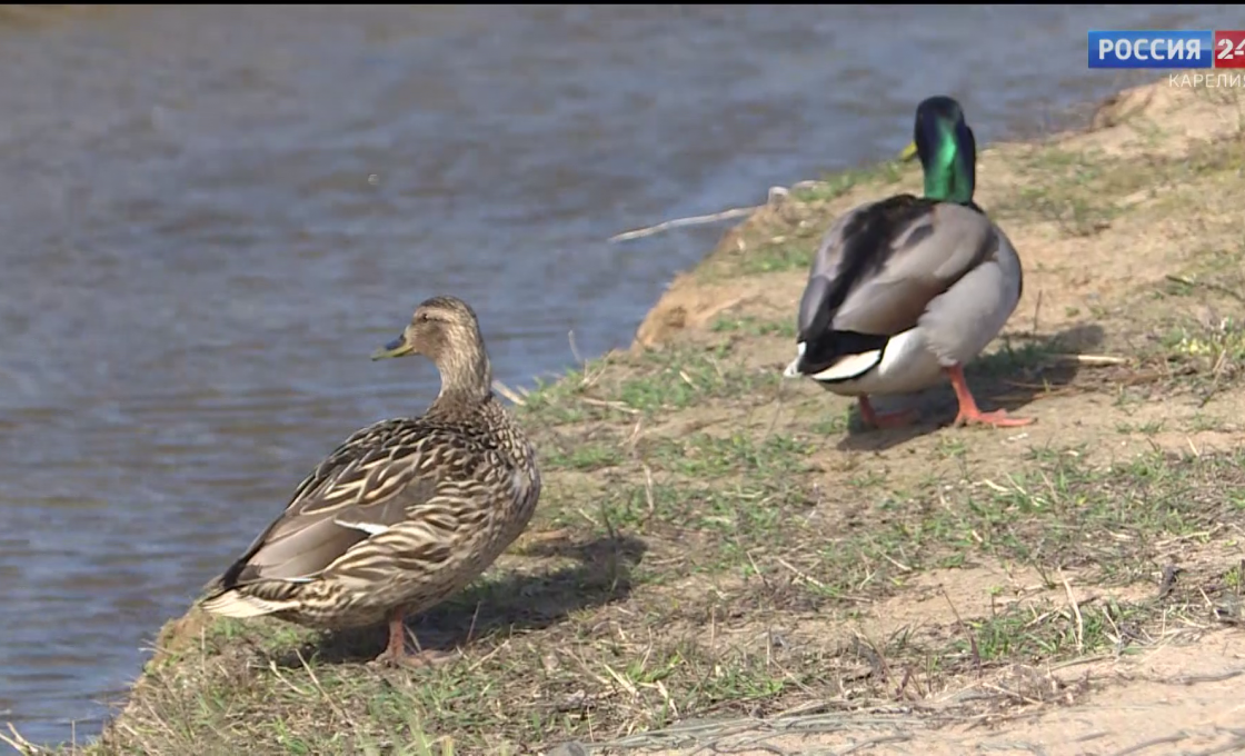 «Россия 24 — Карелия». 09.04.26