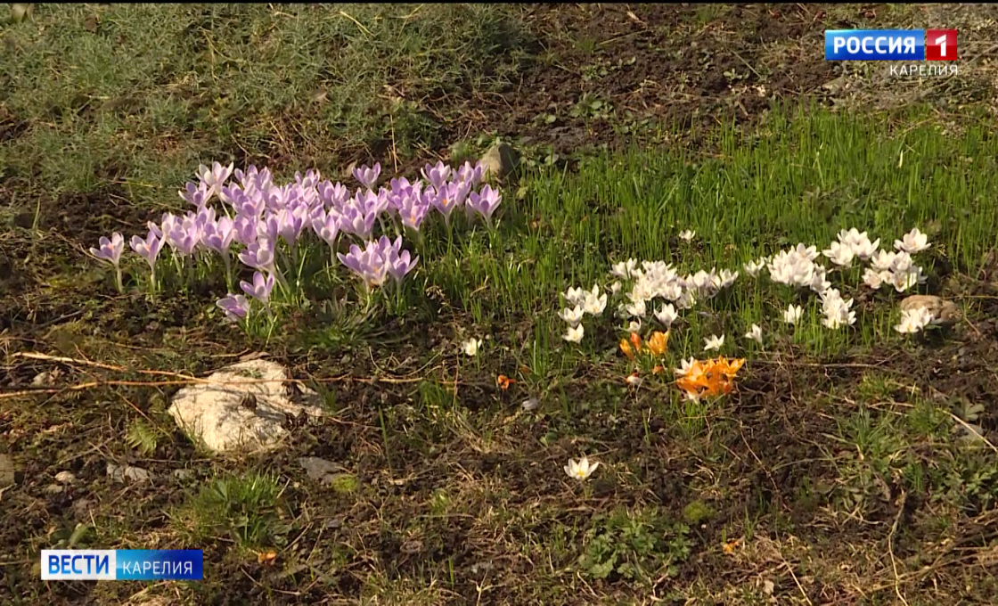 Ботанический сад Петрозаводского госуниверситета готовится открыть свои двери для посетителей
