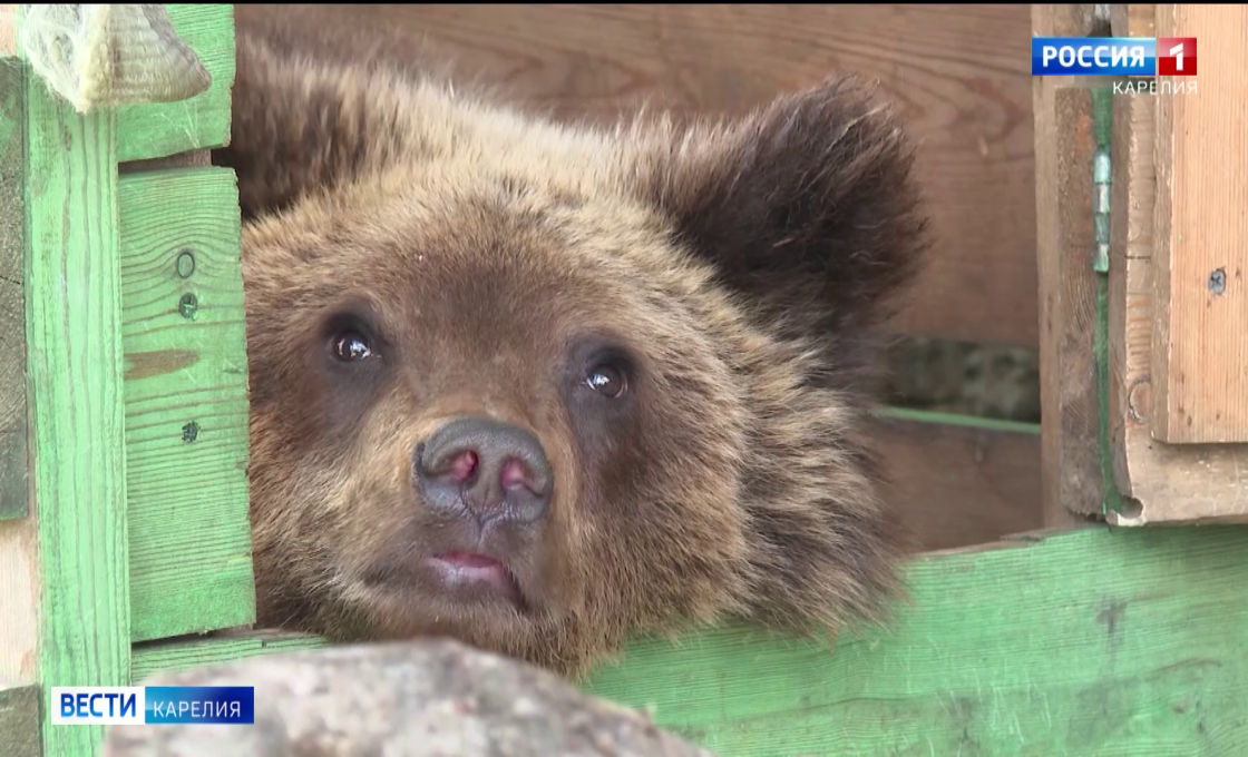 В Карельском зоопарке выхаживают медвежонка по кличке Ёжик