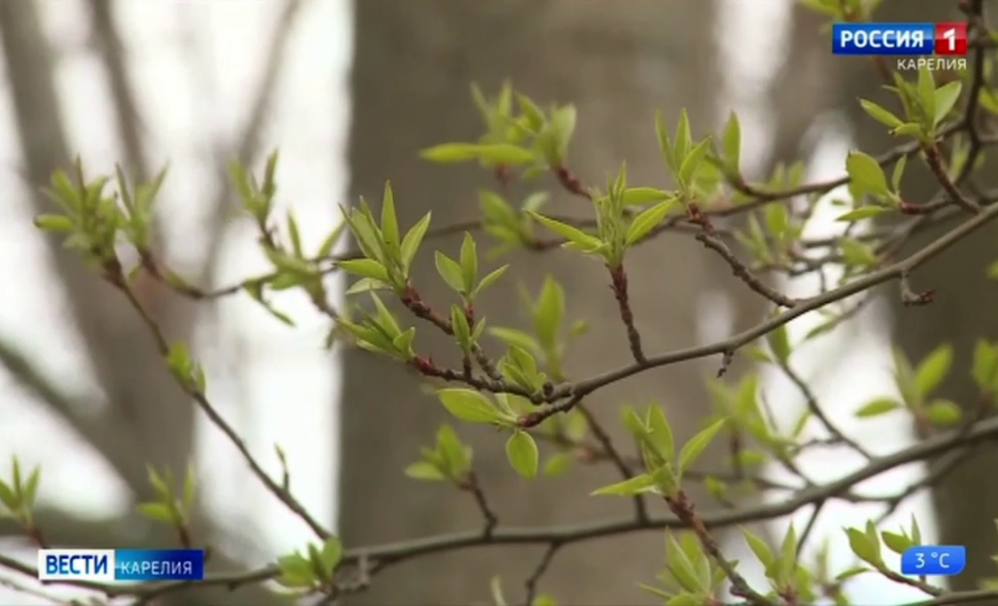 «Вести-Карелия». 27.04.26