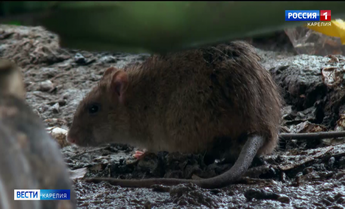 В Петрозаводске пытаются извести крыс