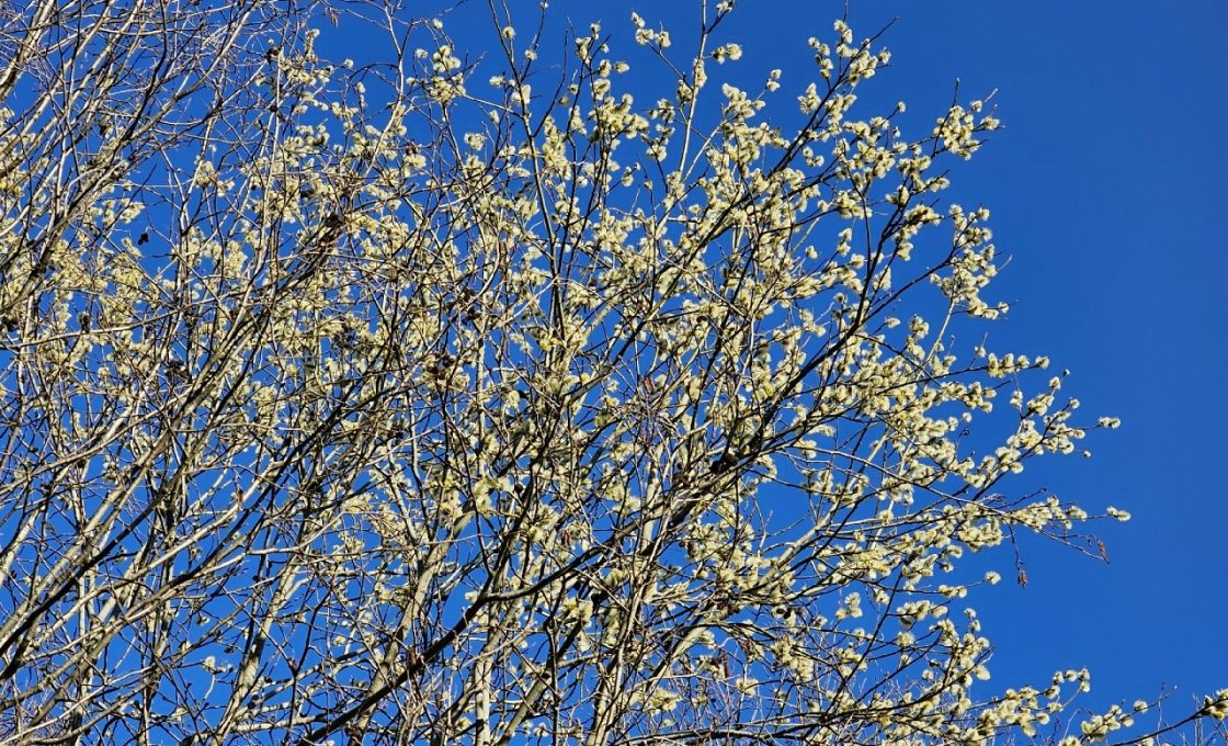 Усиление ветра ожидается в Карелии