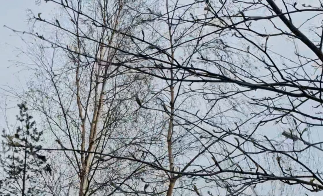 В Карелии ожидается усиление ветра