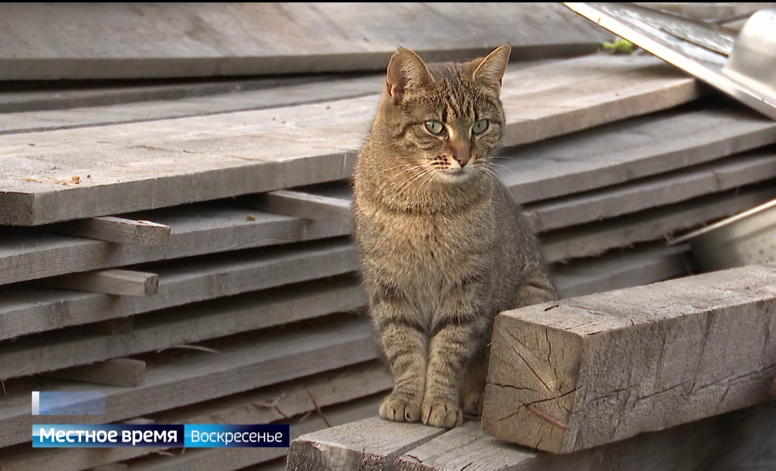 «Местное время. Воскресенье» 31.05.2026