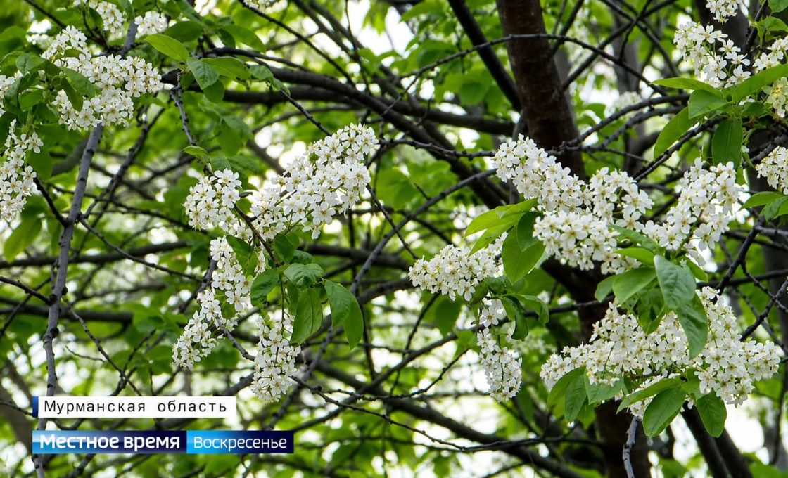 Вести. Арктический регион. 14.06.26
