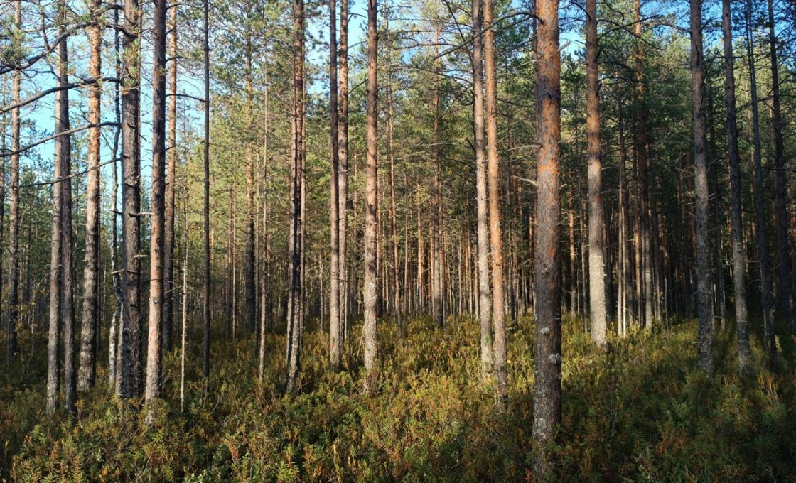 В Пряжинском районе спасатели два дня искали пропавшего в лесу мужчину
