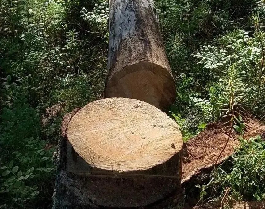 В Карелии компания отдыхающих незаконно спилила сосну