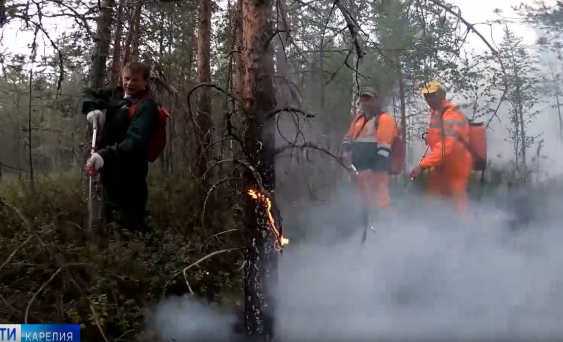 Жительница Петрозаводска Римма Подорожная освоила новую для себя профессию и стала фитодизайнером
