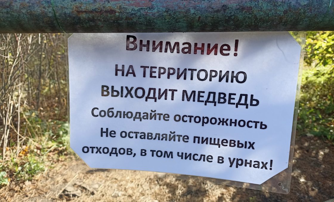В связи с частыми выходами медведей в поселки Карелии будут созданы группы быстрого реагирования